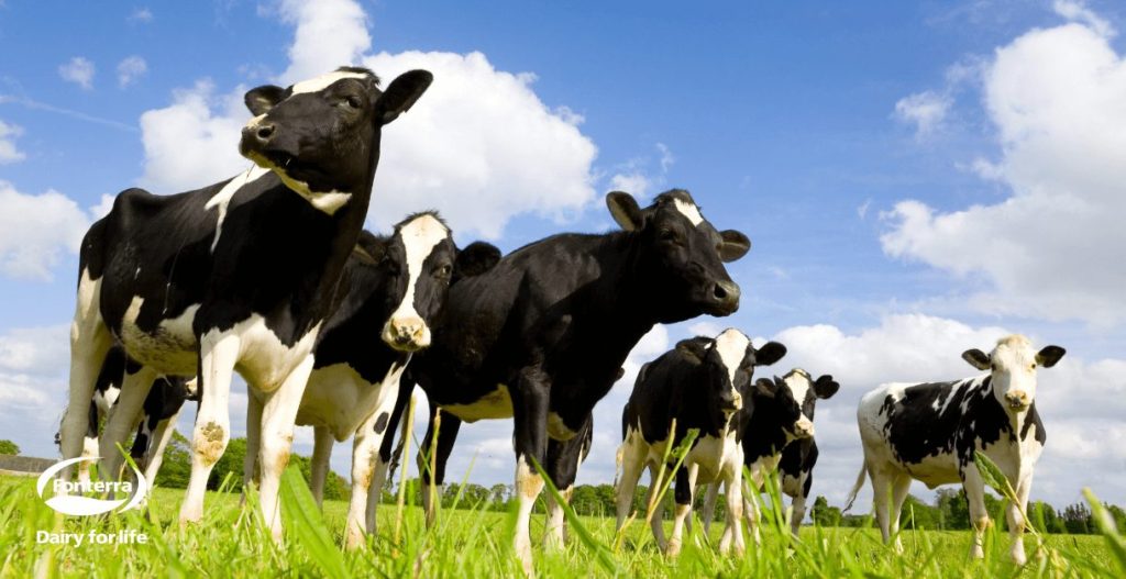 Fonterra Launched SAP Fiori Apps Within 12 Weeks, Saving Over $3.08 Million.